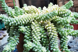 適合夏天養(yǎng)的多肉，養(yǎng)一盆“爆”一盆，生根特快